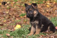 /album/od-dagy-czech/leo1-jpg/
